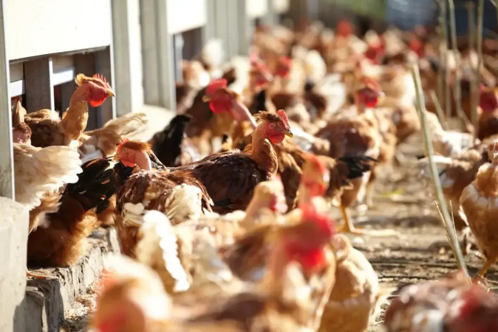 Poulets fermiers Label Rouge IGP Drôme élevés en plein air